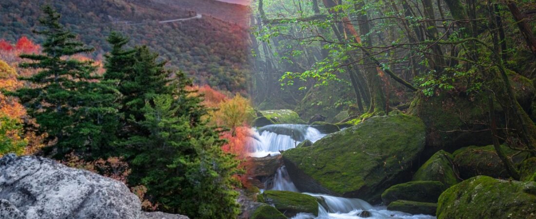 Great Smoky Mountains National Park vs Yakushima National Park