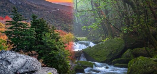 great_smoky_vs_yakushima