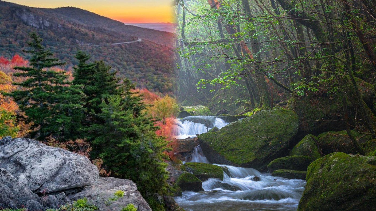 Great Smoky Mountains National Park vs Yakushima National Park
